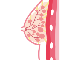 乳腺の構造と生理的変化 サムネイル